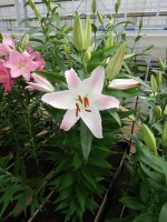 [4208 Pink Secret No01.JPG]